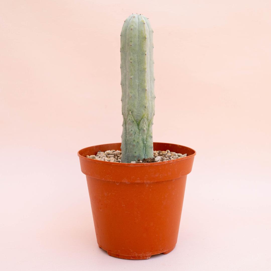 Euphorbia abdelkuri Ø 14 cm