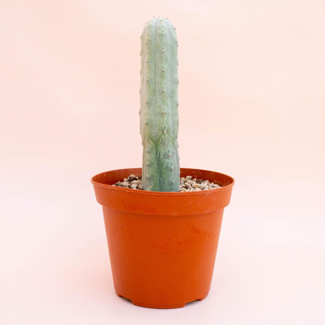 Euphorbia abdelkuri Ø 14 cm