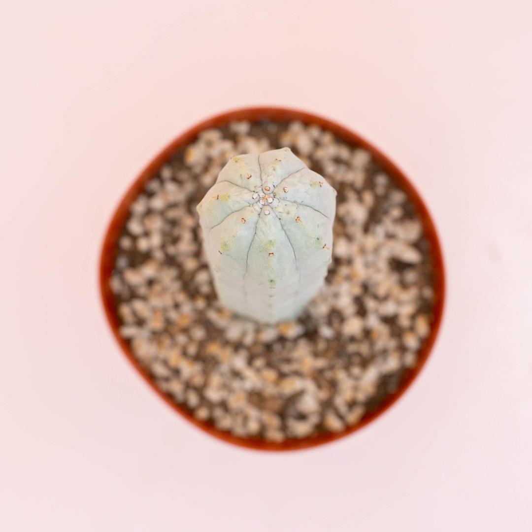 Euphorbia abdelkuri Ø 14 cm