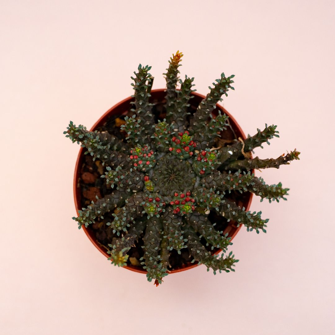Euphorbia atroviridis x gorgonis Ø 8 cm 692F