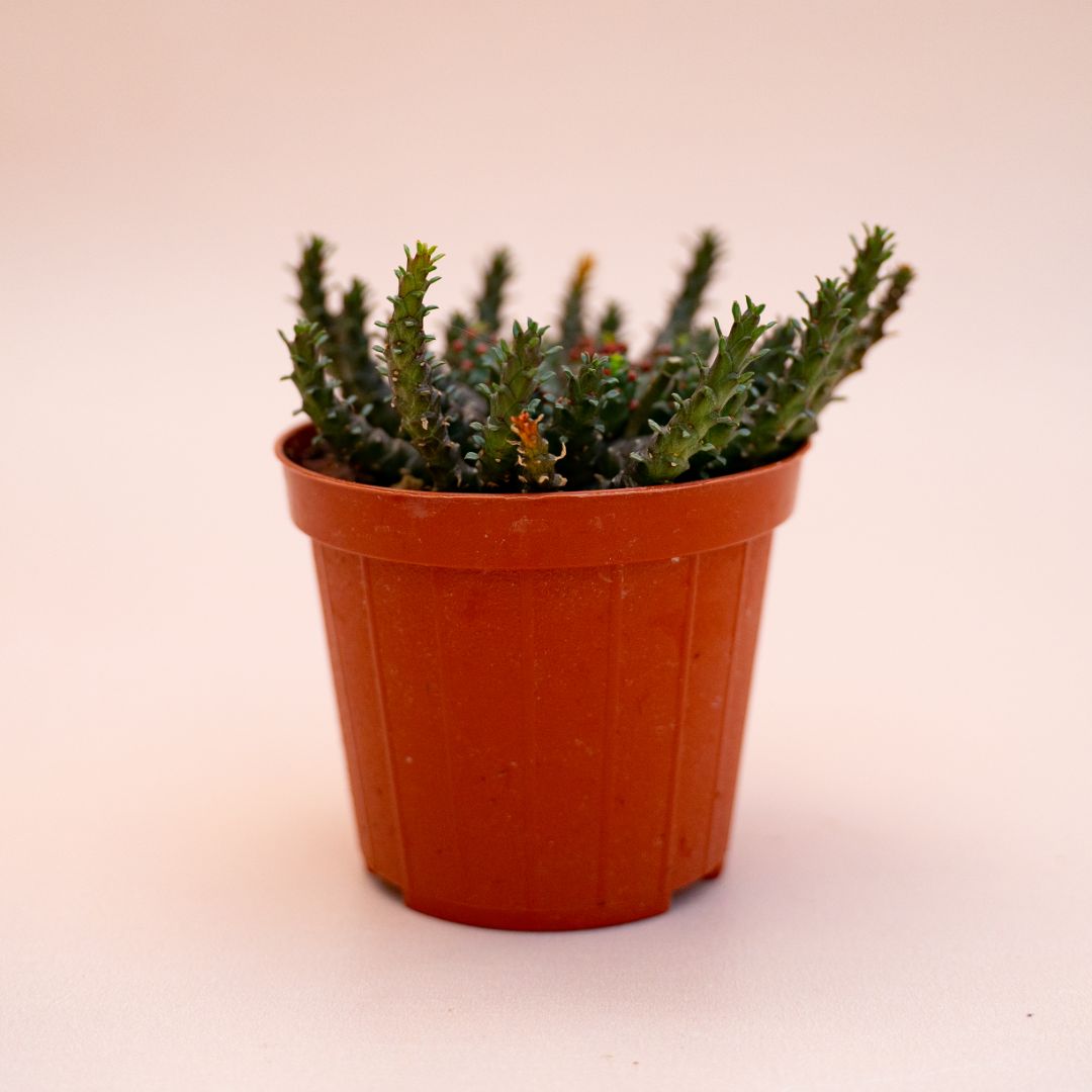 Euphorbia atroviridis x gorgonis Ø 8 cm 692F