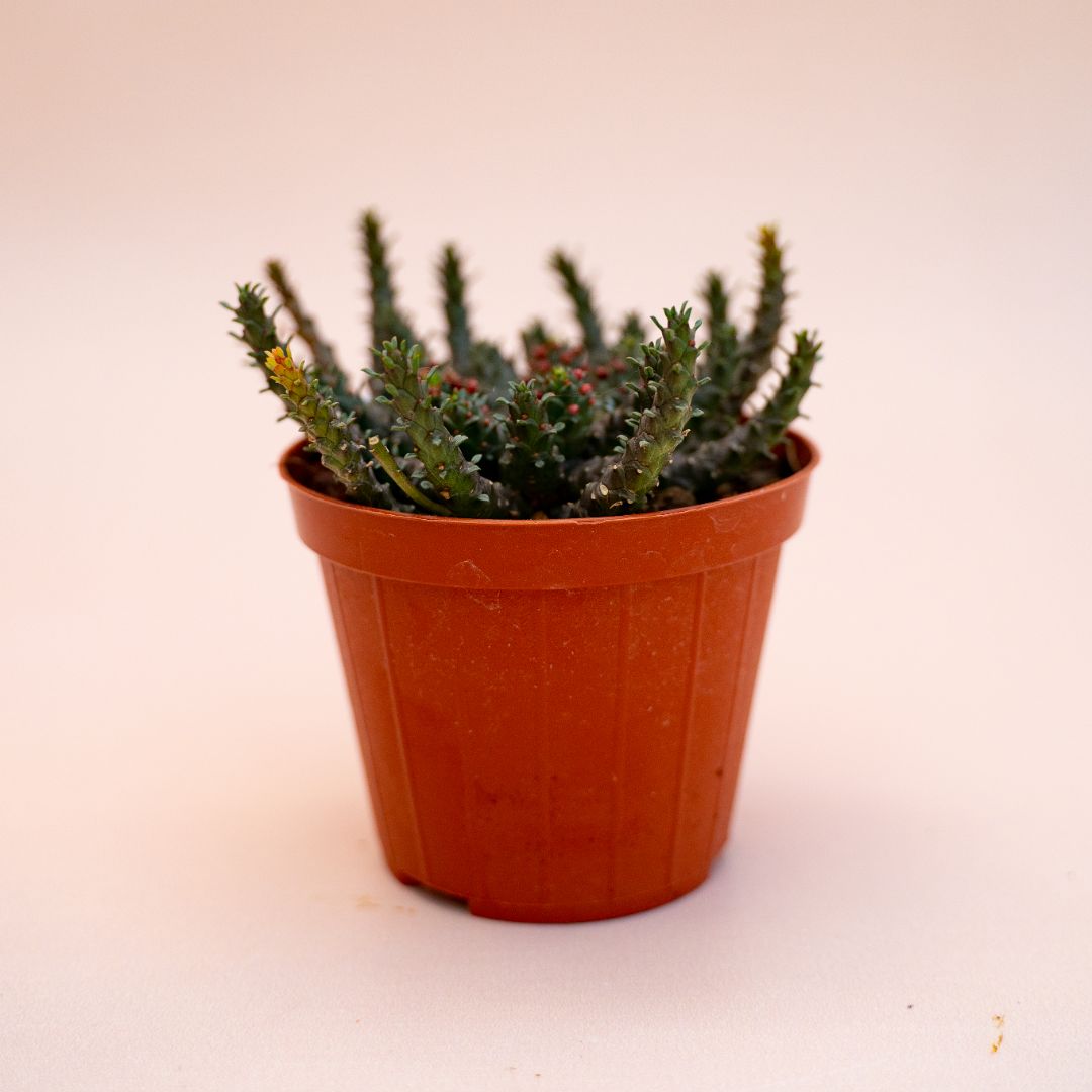 Euphorbia atroviridis x gorgonis Ø 8 cm 692F