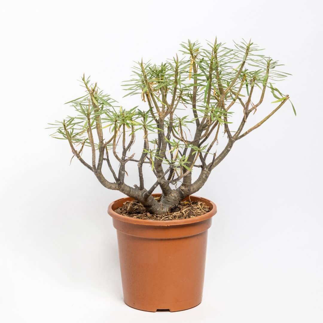 Euphorbia balsamifera Ø 17 cm