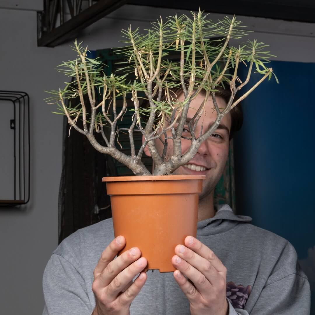 Euphorbia balsamifera Ø 17 cm