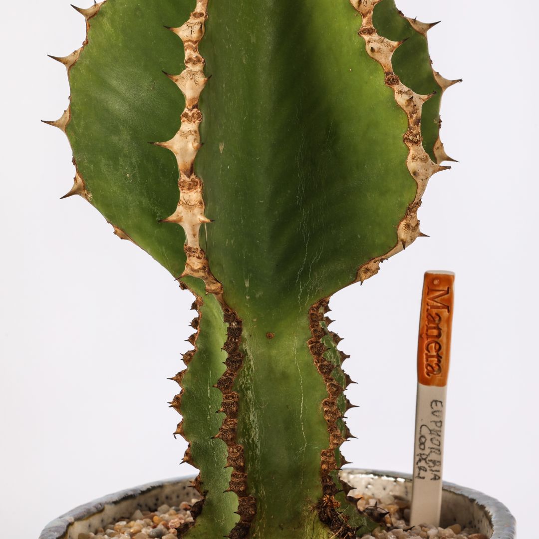 Euphorbia cooperi