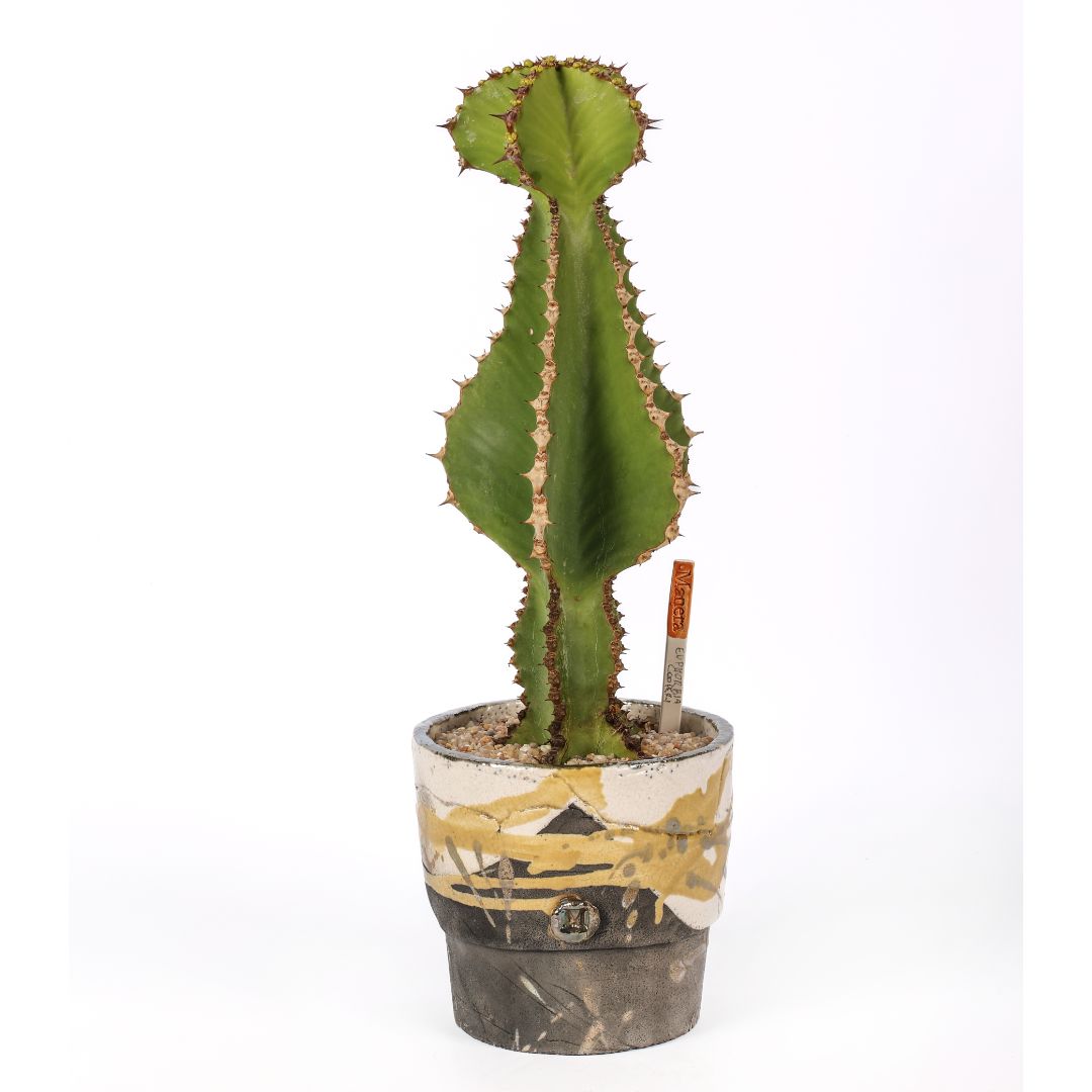 Euphorbia cooperi