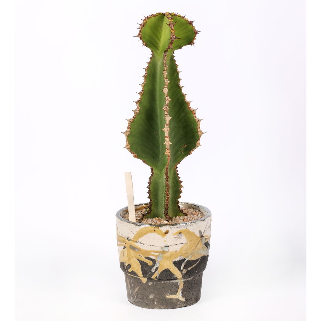 Euphorbia cooperi