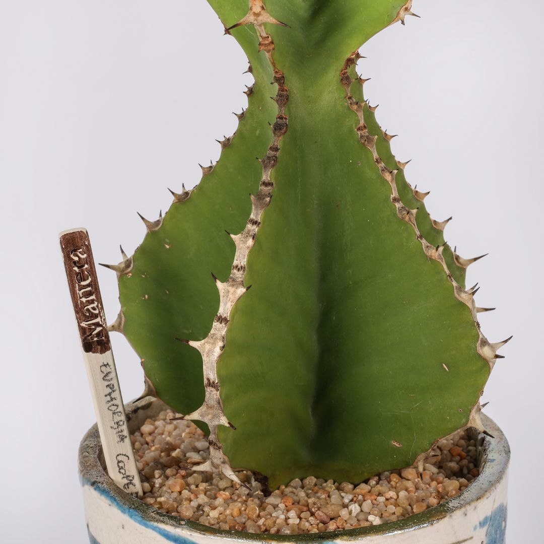 Euphorbia cooperi