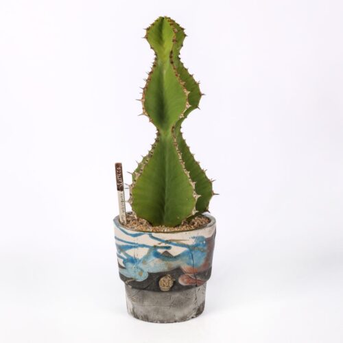 Euphorbia cooperi