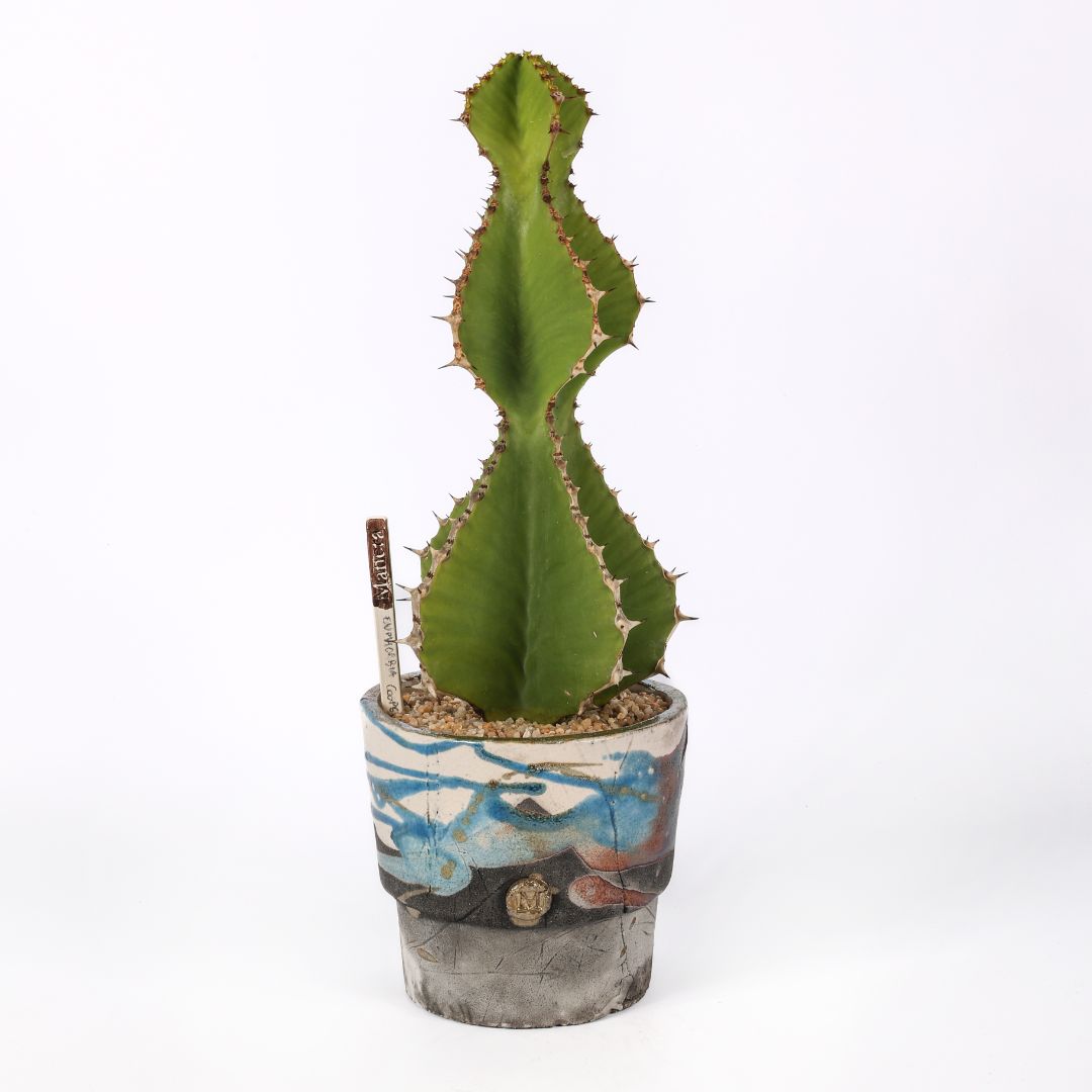 Euphorbia cooperi