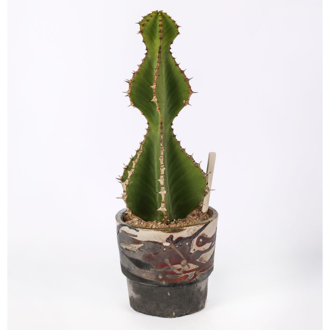 Euphorbia cooperi