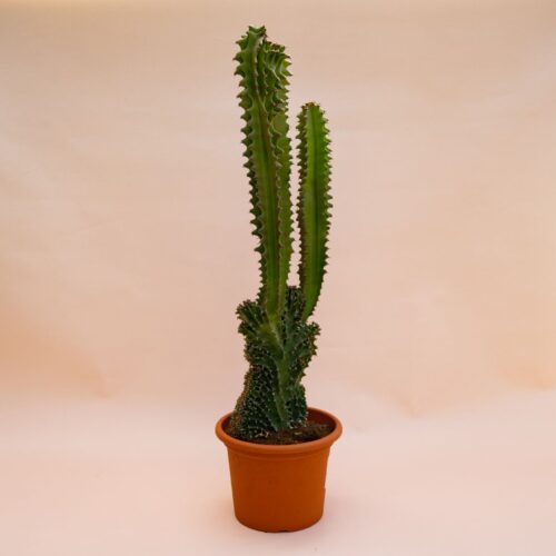 Euphorbia eritrea crestata Ø 18 cm 705F