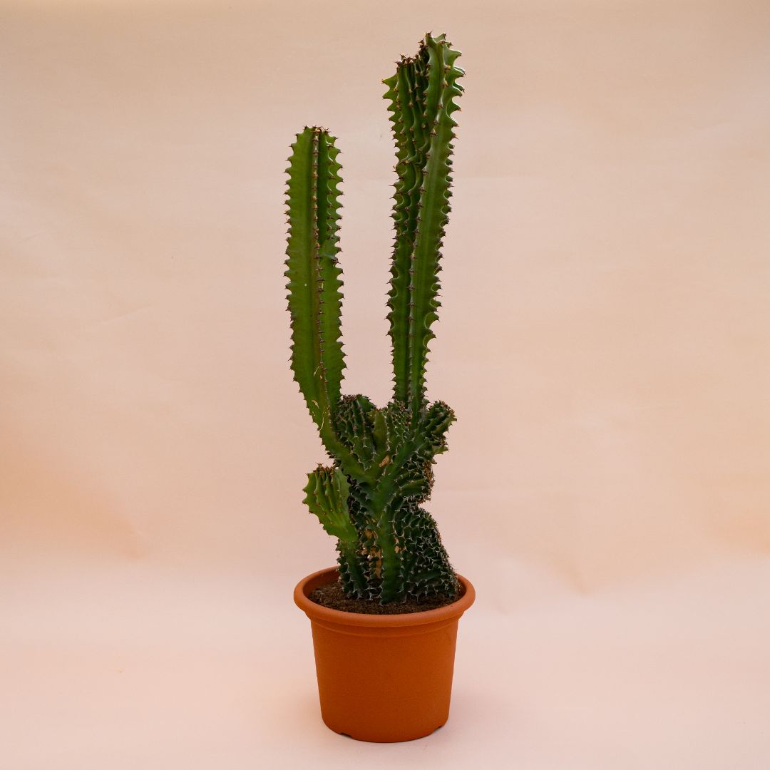 Euphorbia eritrea crestata Ø 18 cm 705F
