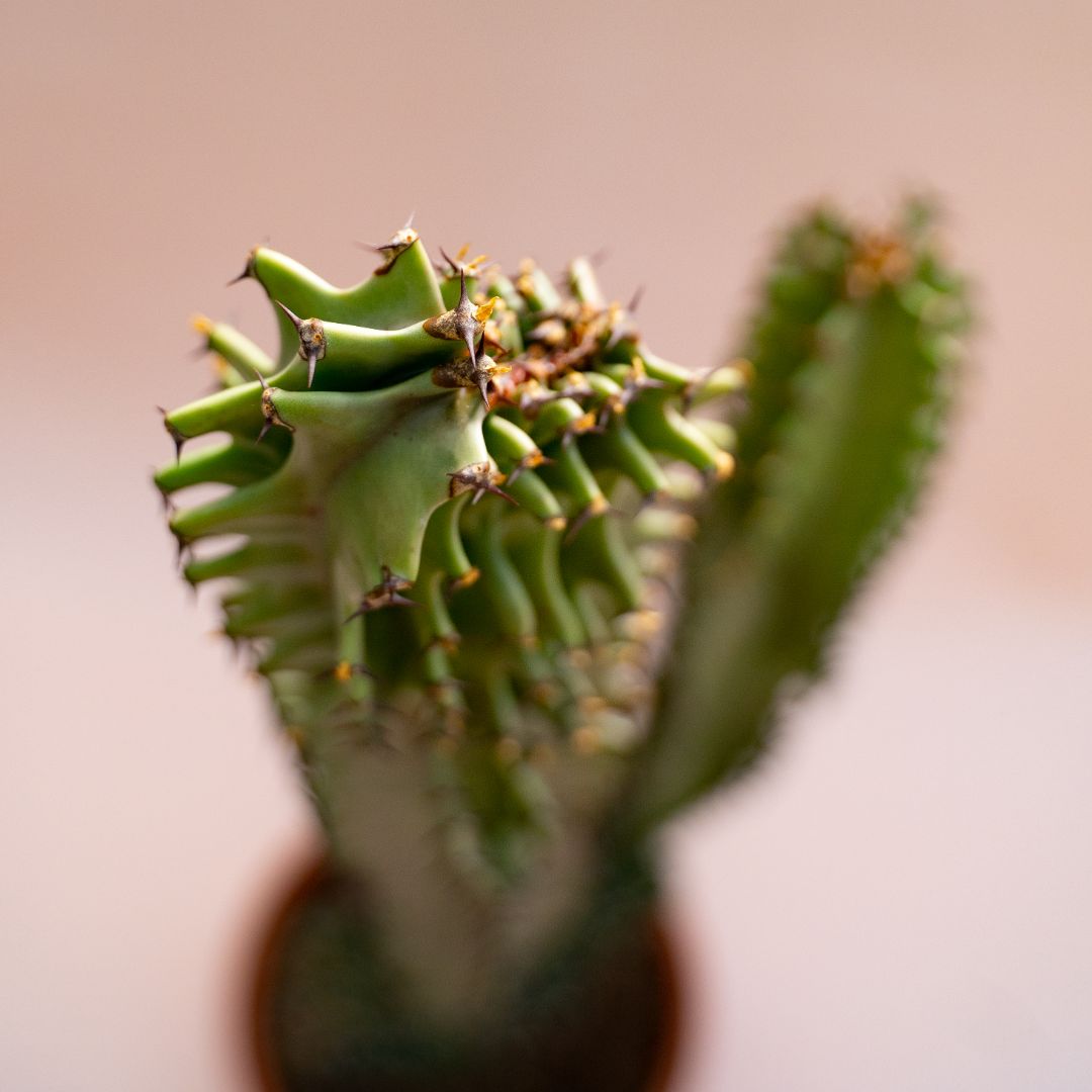 Euphorbia eritrea crestata Ø 18 cm 705F