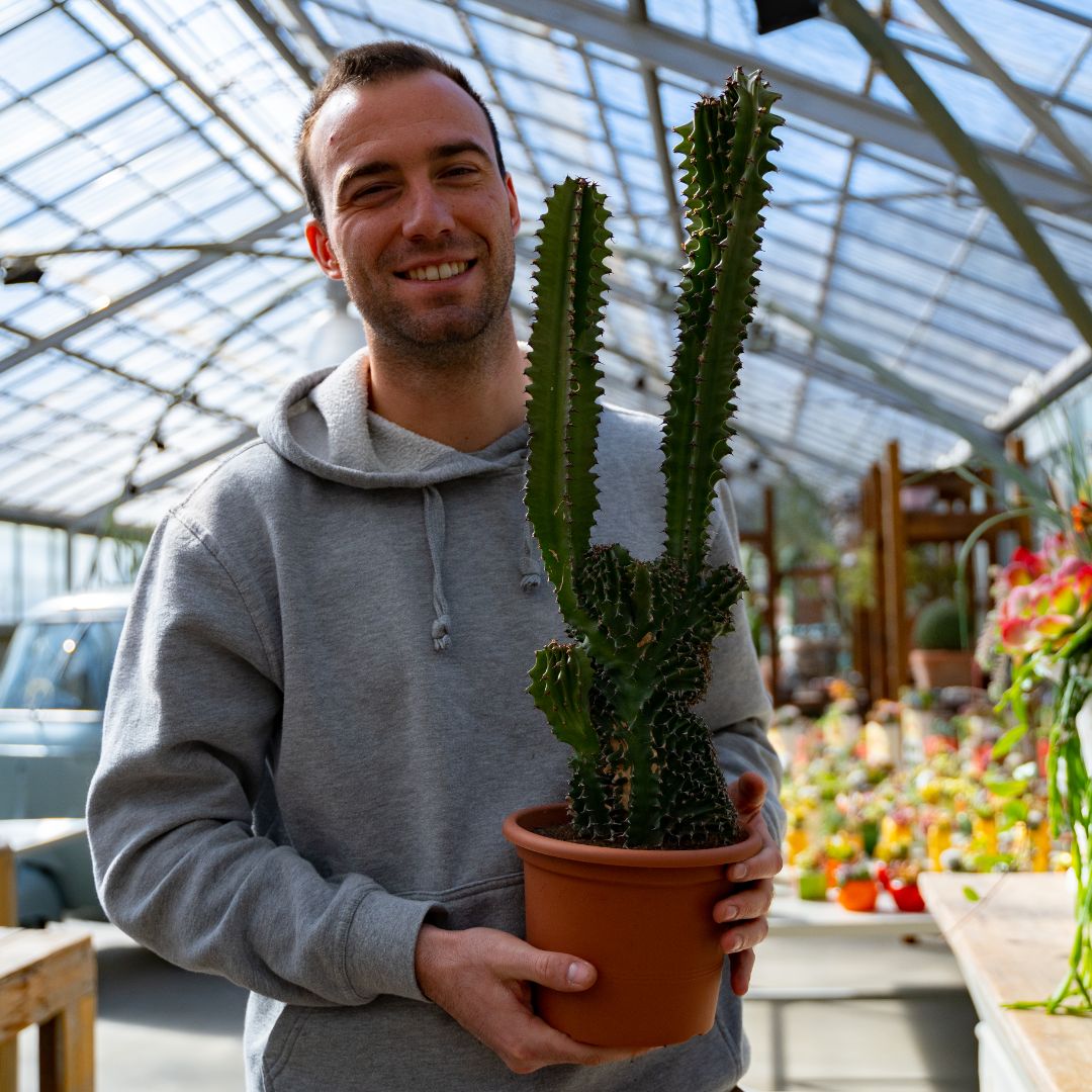 Euphorbia eritrea crestata Ø 18 cm 705F