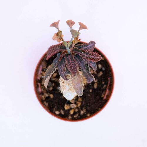 Euphorbia francoisii v. crassicaulis Ø 10,5 cm