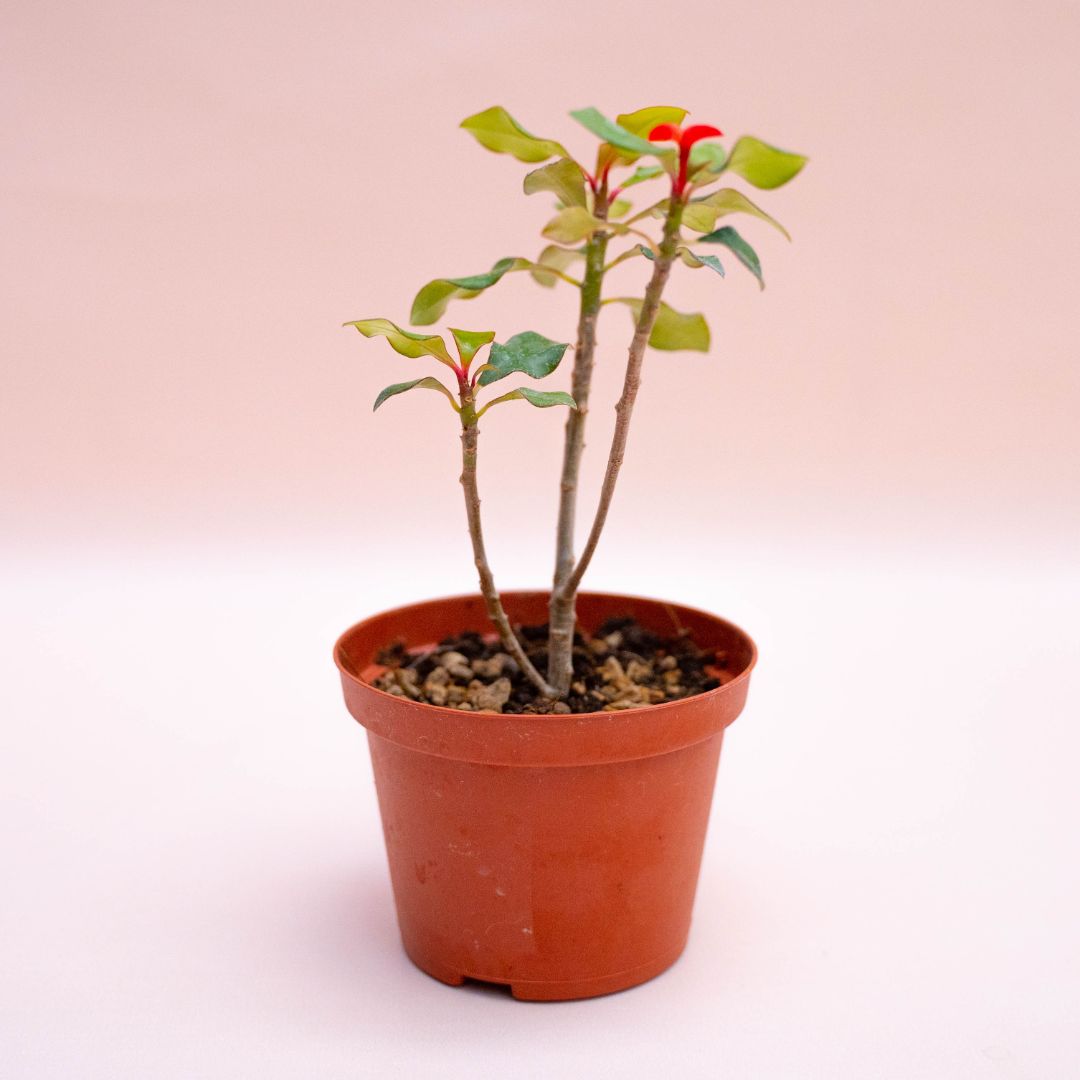 Euphorbia geroldii Ø 10,5 cm