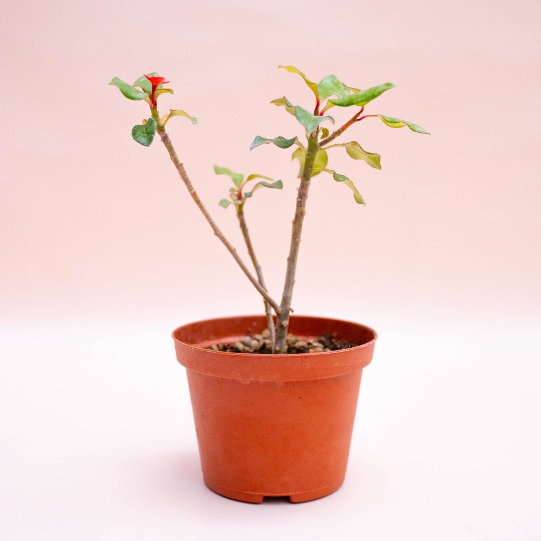 Euphorbia geroldii Ø 10,5 cm