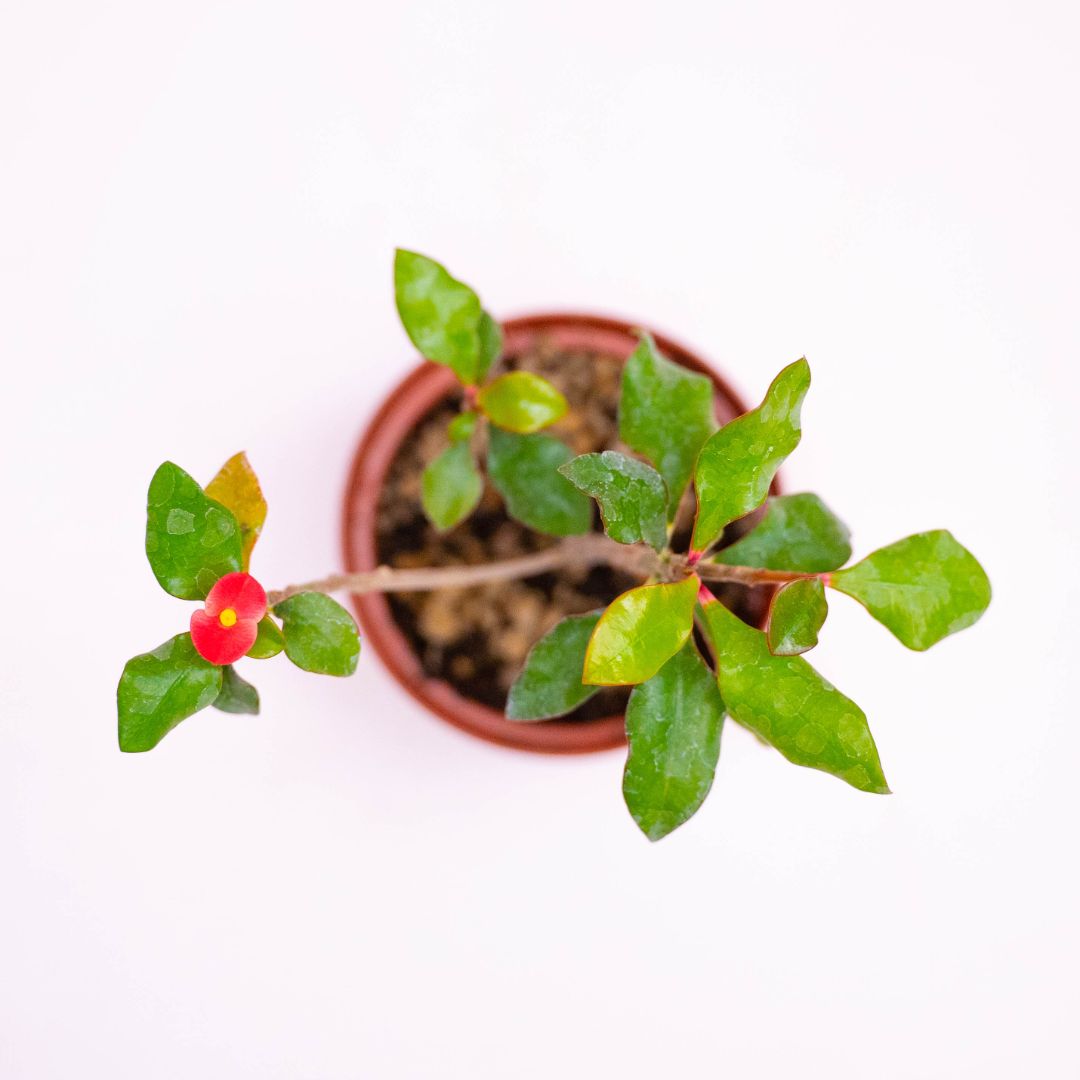 Euphorbia geroldii Ø 10,5 cm