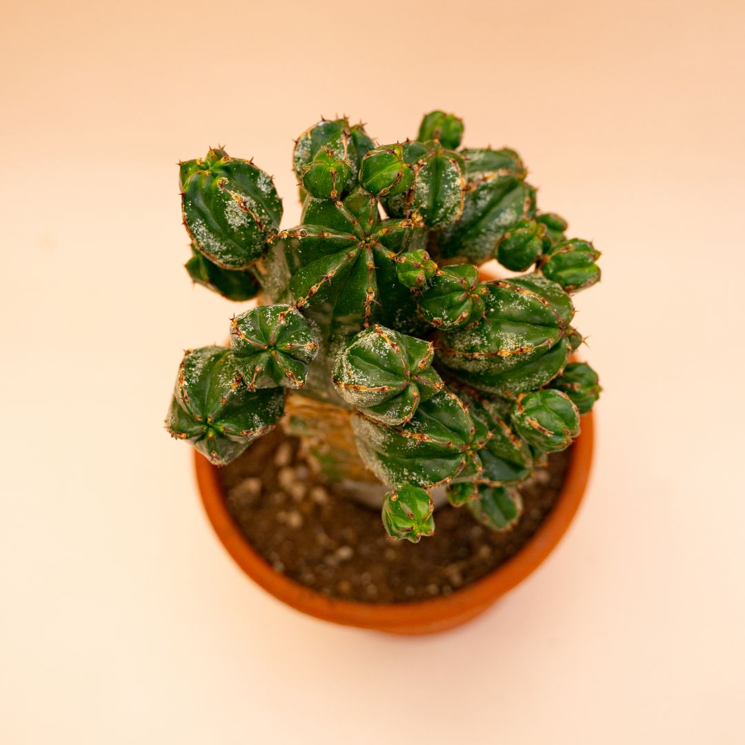 Euphorbia handiensis Ø 18 cm 681F