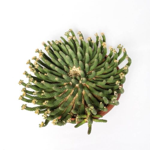 Euphorbia inermis (Fiore bianco profumato) Ø 30 cm