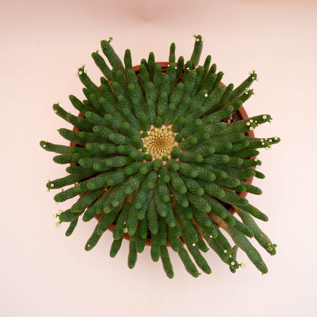 Euphorbia inermis Ø 30 cm 776F