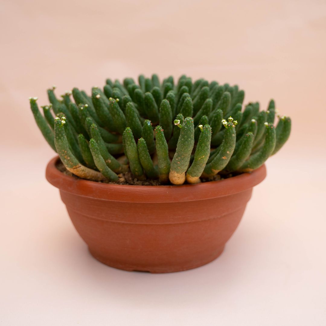 Euphorbia inermis Ø 30 cm 776F