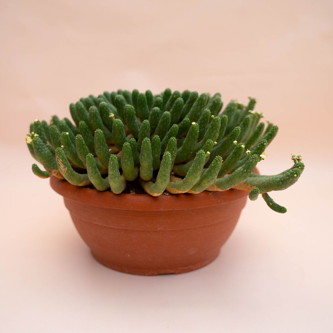 Euphorbia inermis Ø 30 cm 776F