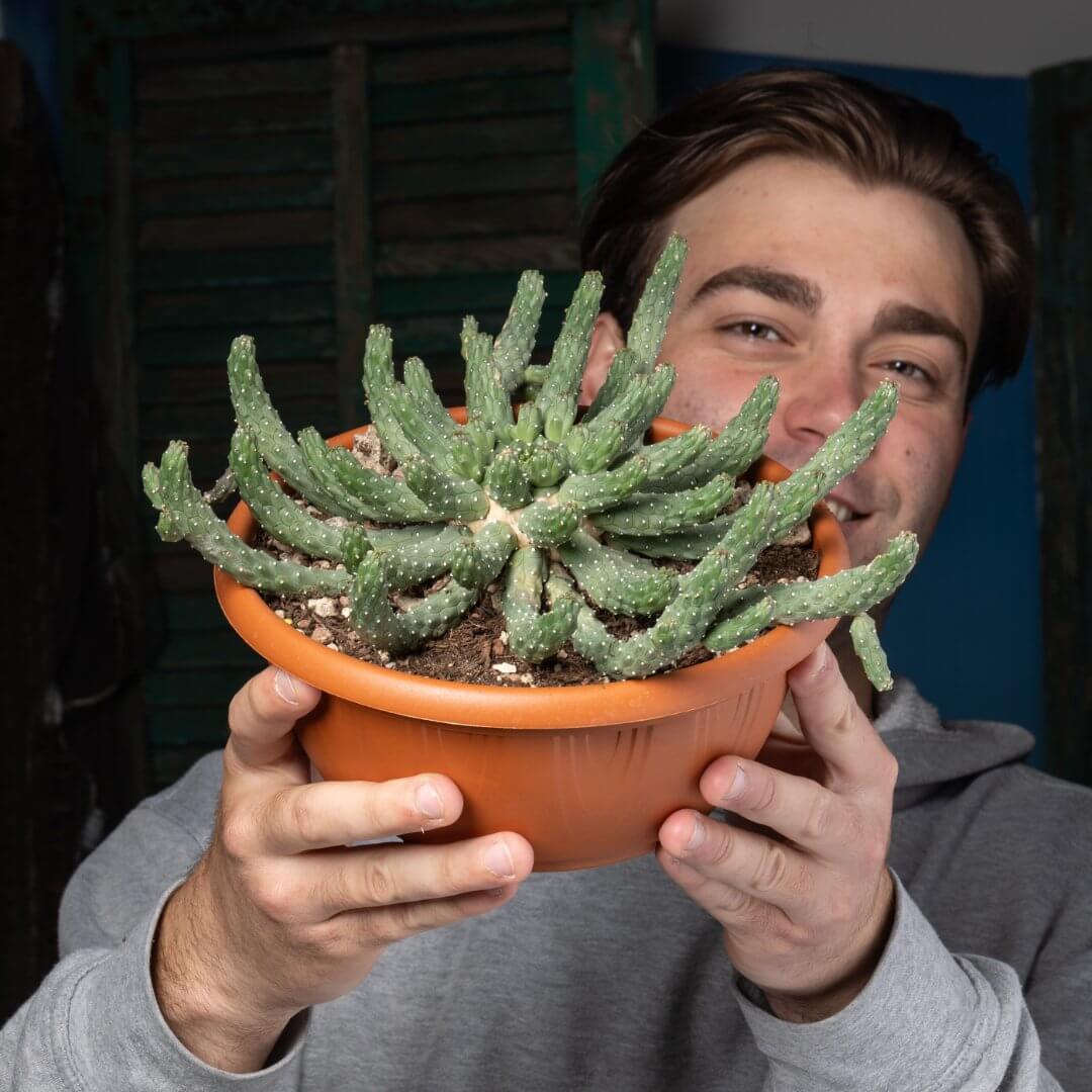 Euphorbia inermis Ø 20 cm