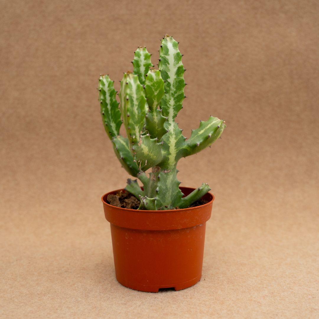 Euphorbia lactea Ø12 cm