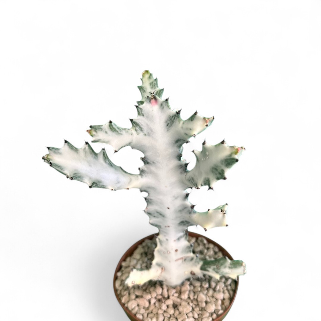 Euphorbia lactea 'White Ghost' Ø 12 cm
