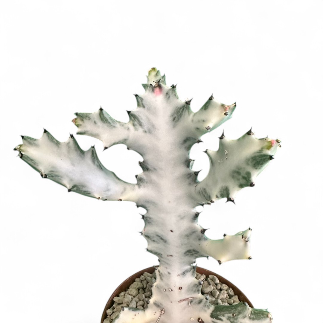 Euphorbia lactea 'White Ghost' Ø 12 cm