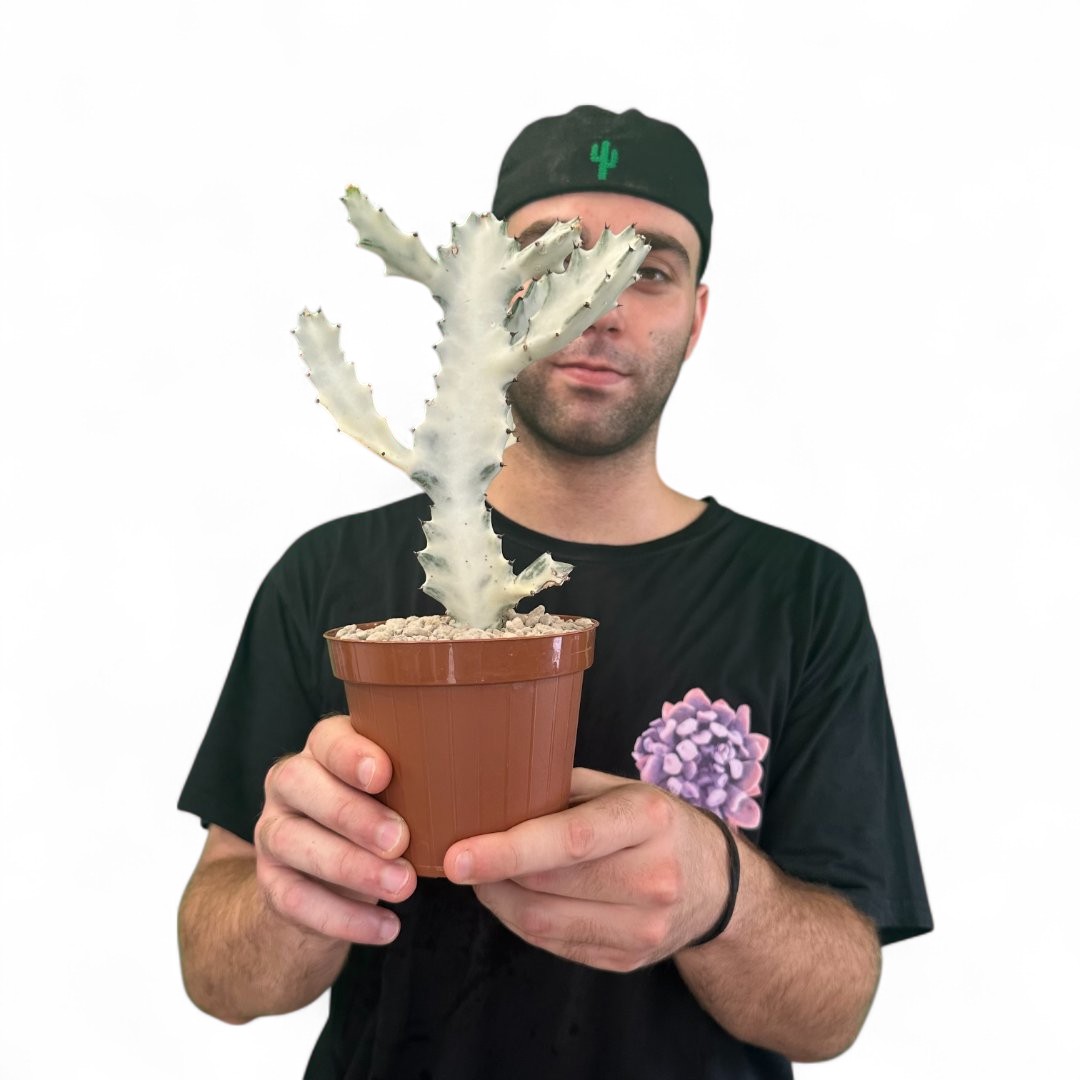 Euphorbia lactea 'White Ghost' Ø 12 cm