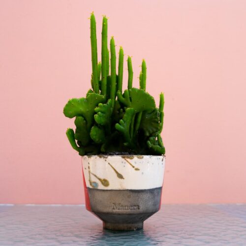 Euphorbia leucodendron crestata