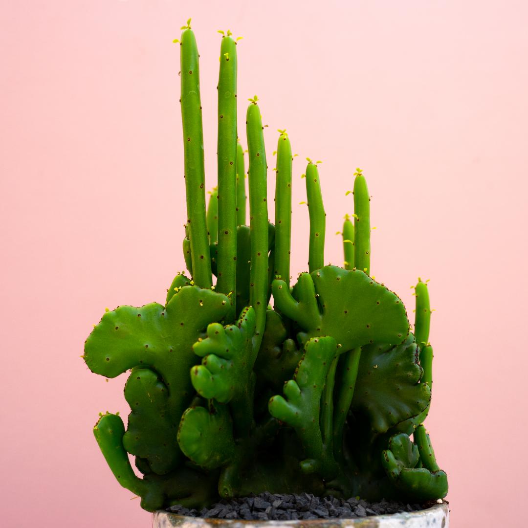 Euphorbia leucodendron crestata