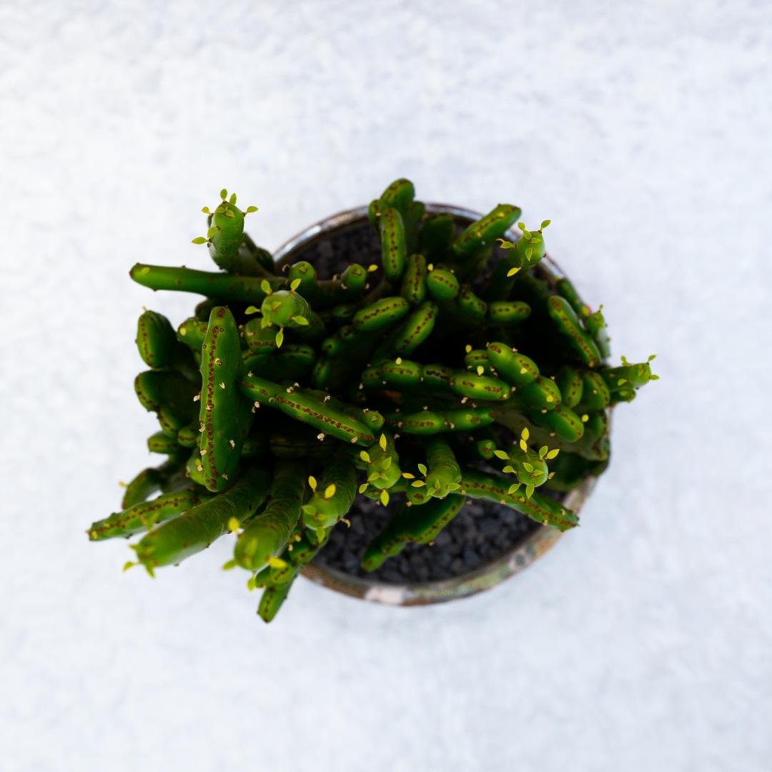 Euphorbia leucodendron crestata