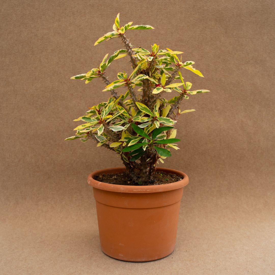 Euphorbia milii variegata Ø25 cm