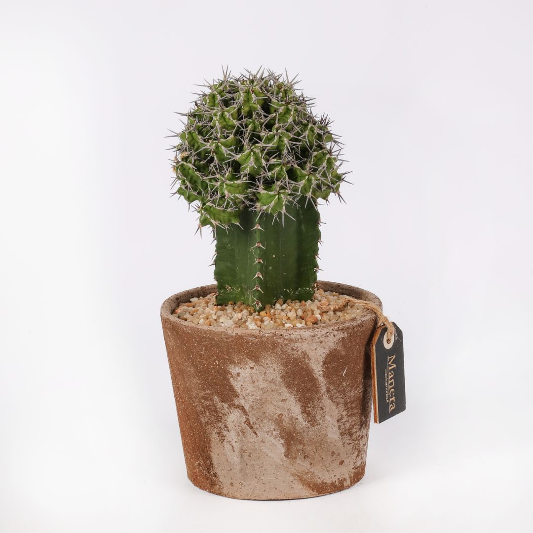 Euphorbia mitriformis (MANERA CHOCO) Ø 12 cm