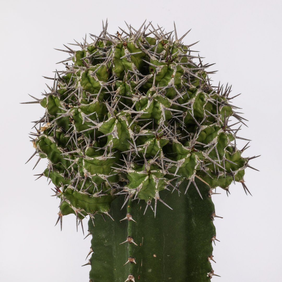 Euphorbia mitriformis (MANERA CHOCO) Ø 12 cm