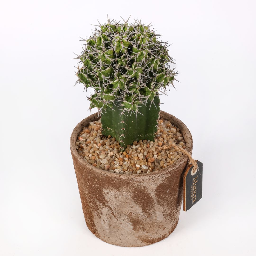 Euphorbia mitriformis (MANERA CHOCO) Ø 12 cm