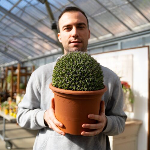 Euphorbia mitriformis Ø 25 cm 684F