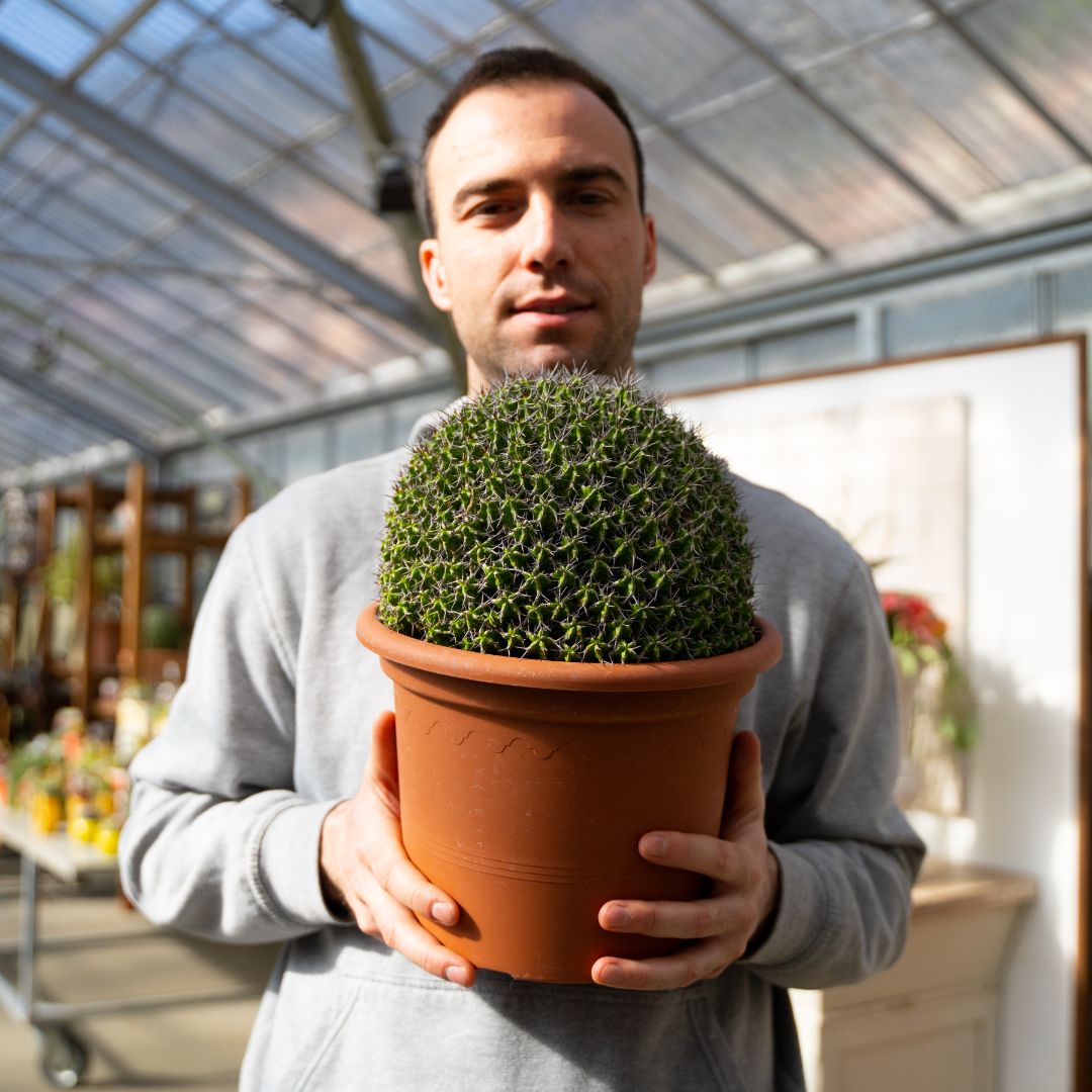 Euphorbia mitriformis Ø 25 cm 684F