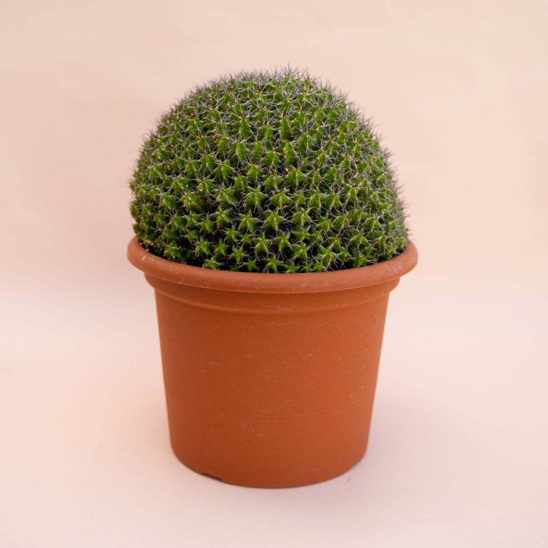 Euphorbia mitriformis Ø 25 cm 684F