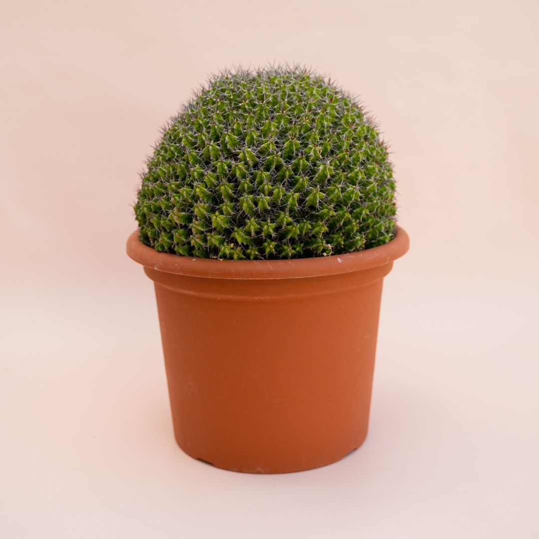 Euphorbia mitriformis Ø 25 cm 684F