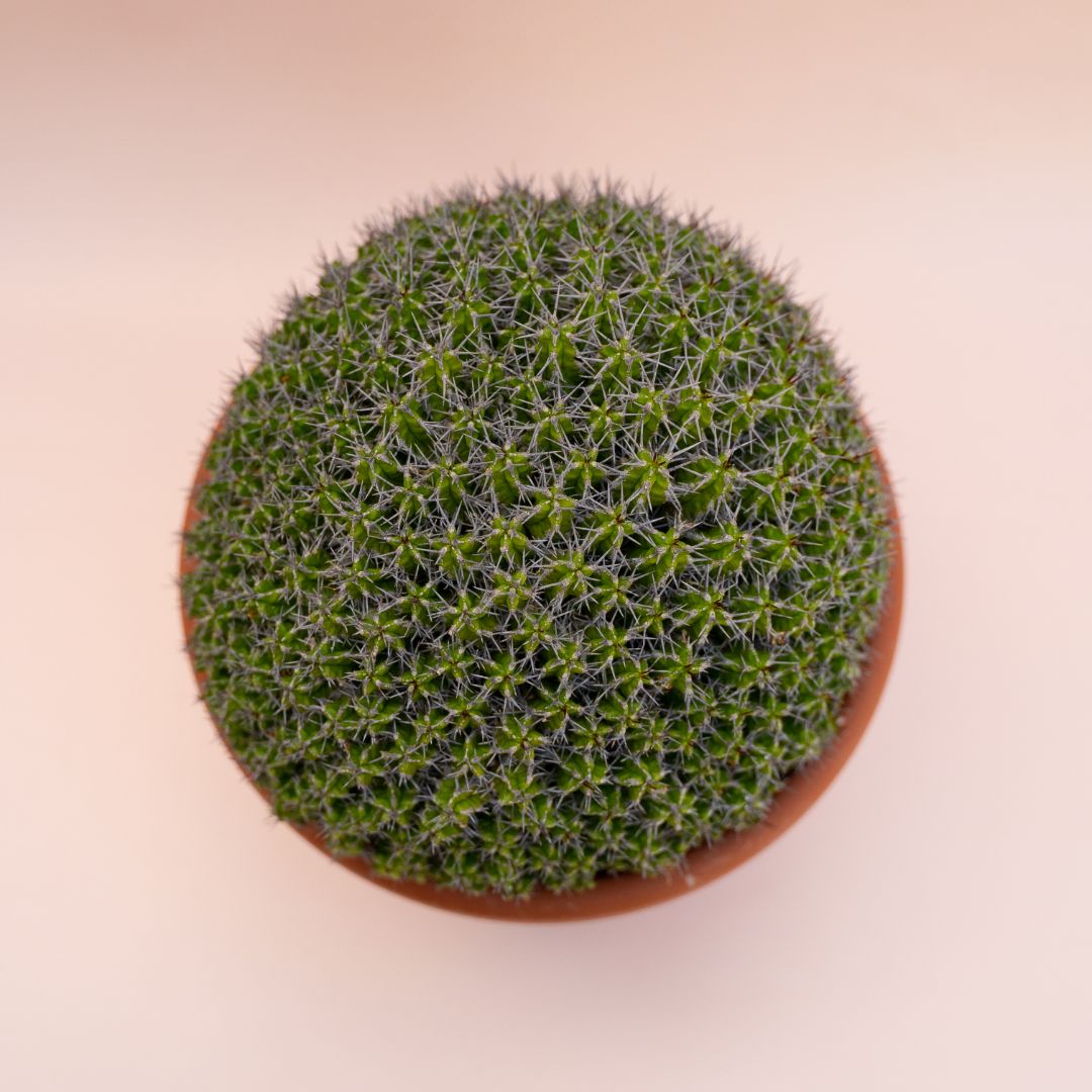 Euphorbia mitriformis Ø 25 cm 684F