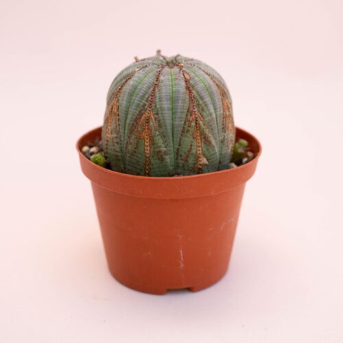 Euphorbia obesa Ø 10,5 cm 728F