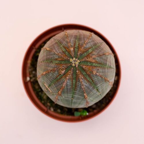 Euphorbia obesa Ø 10,5 cm 729F