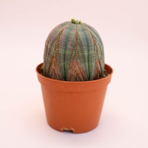 Euphorbia obesa Ø 10,5 cm 730F
