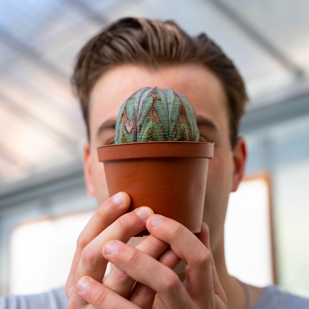 Euphorbia obesa Ø 10,5 cm 731F