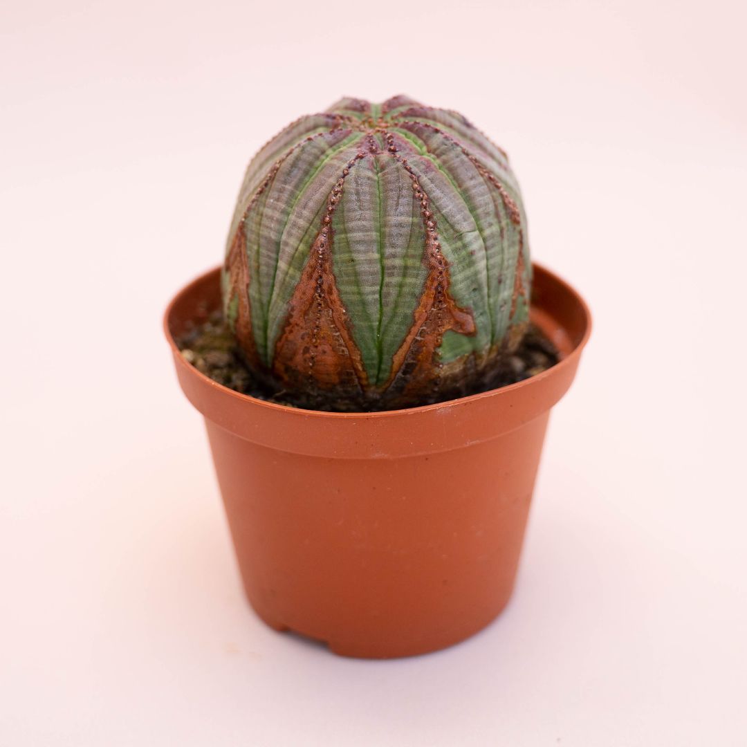 Euphorbia obesa Ø 10,5 cm 731F